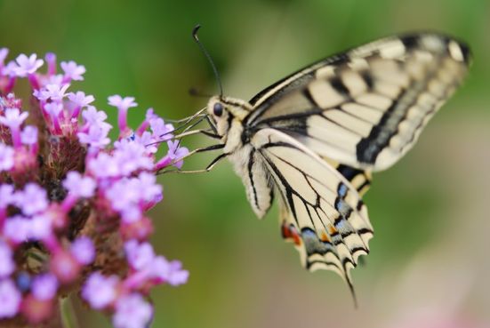 Schmetterling