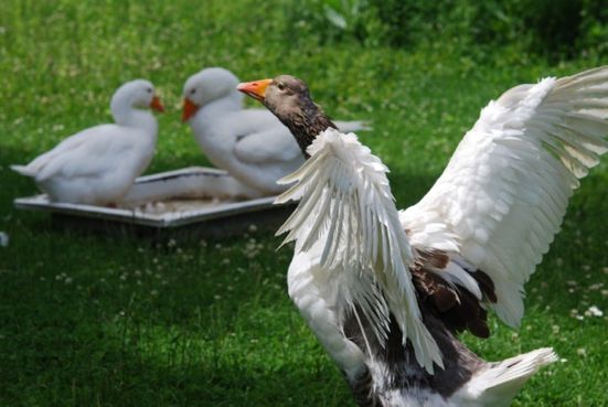 Gänse beim Baden