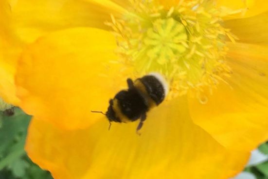 Hummel in Blüte