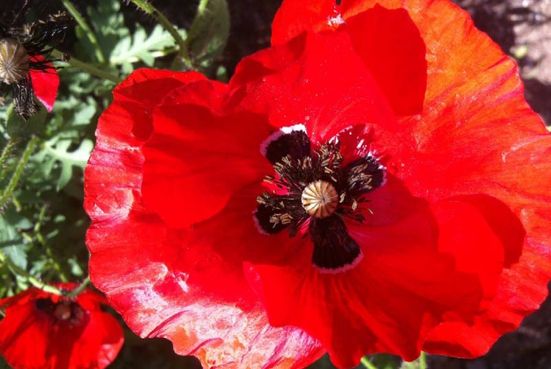 Mohn