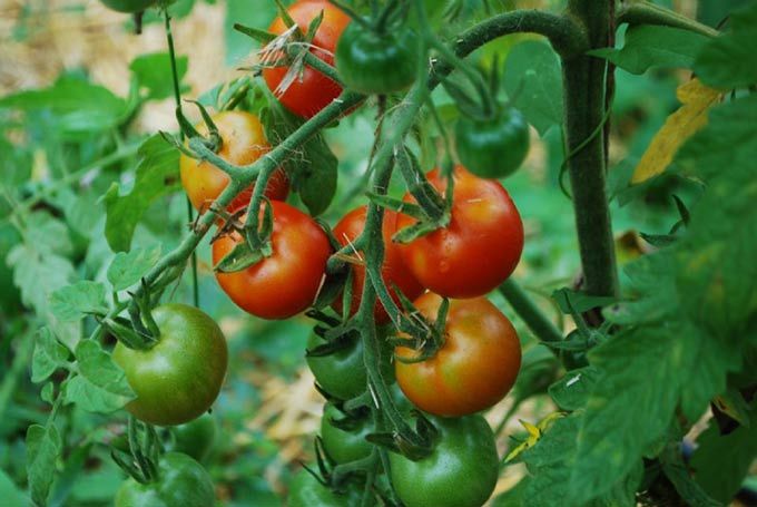 Bio-Tomaten